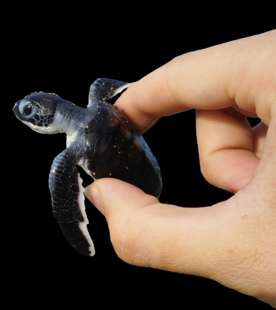 Energy efficient & turtle-friendly lighting that saves baby sea turtles